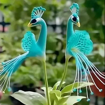 Vibrant Peacock Flower Seeds Pack of 1